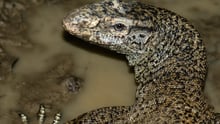 Bengal monitor