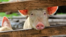 Piglet