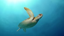 wild turtle