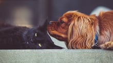 Cat and dog - World Animal Protection