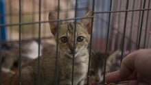 Cat at cat shelter in Indonesia after earthquake - World Animal Protection - Animals in disasters