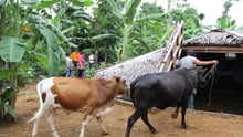 Preparing for the worst in the Philippines with storm shelters for livestock 