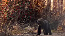 Prince Charles the Bear - Image copyright AMP
