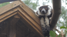 lemur, Madagascar