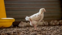 chicken, Africa