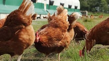 A special Valentine’s message: farm animals have the ability to feel too