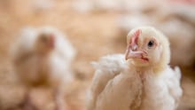 Chickens on a farm in Kenya
