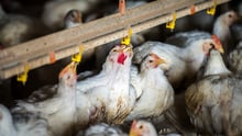 broiler chicken