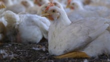 chicken, Non-disclosed