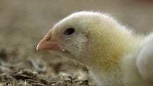 broiler chicken
