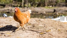Chicken walking on dusty ground outside in Argentina