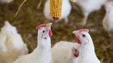 chickens, UK