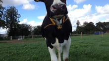 Cow close up