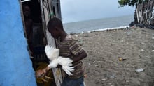A boy rounds up his chickens into his house in the neighbourhood of Aviation, in Cap-Haitian on 7th September 2017, before the arrival of Hurricane Irma. Credit: Hector Retamal/AFP/Getty Images  