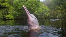 Help save pink river dolphins