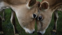 Two Danish Jersey cows at Svanhold Gods organic farm in Denmark.