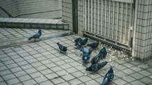 Pigeons, NYC