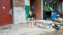 Dog surrounded by debris outside his home in Ecuador