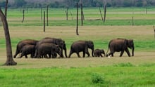 Tips to spot an elephant-friendly venue 