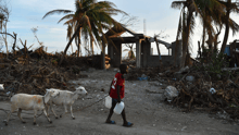 What we're doing to help animals in Haiti