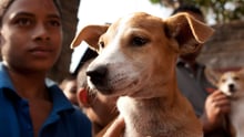 dog
