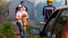 Dog being evacuated from a home in the Amazon rainforest close to a fire - World Animal Protection - Animals in disasters