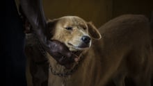 dog, Ghana