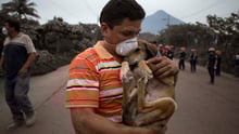dog, Guatemala