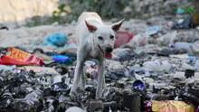 dog Haiti