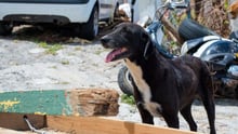 Dog in St Maarten in aftermath of Hurricane Irma - World Animal Protection - Disaster management