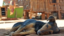 dog Kenya