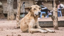 dog, Kenya