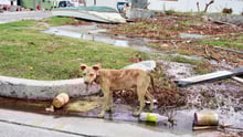 dog, Antigua and Barbuda