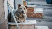 Dogs on steps in Romania