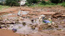 Sierra Leone dog at scene of mudslides