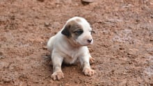 dog, Sierra Leone