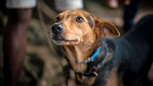 dog, Sierra Leone