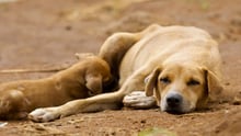 Dogs lying down together in Sierra Leone - Better lives for dogs - World Animal Protection