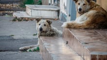 stray dogs