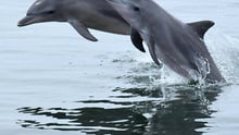 Dolphins in the wild in Australia - Mandurah Cruises - World Animal Protection
