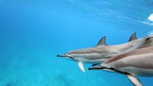 dolphins