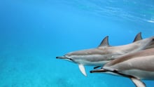 A pod of spinner dolphins off the west coast of Oahu, Hawaii