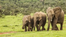 elephants in the wild