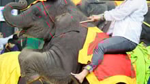 Elephant performing and being ridden at tourist attraction