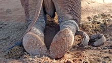 elephants