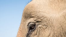 elephant, Laos