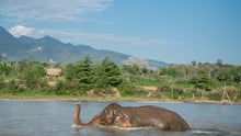 elephant, Laos