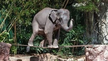 The myth of the domesticated elephant