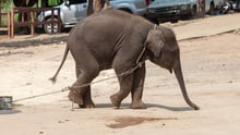 Double your impact to help elephants