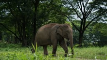 elephant, Thailand